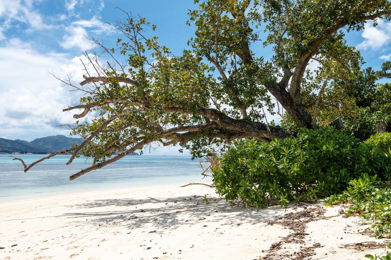 Surf Tropical Villa Seascape Ile aux Cerfs Eksteriør bilde